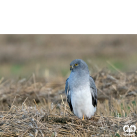 گونه سنقر خاکستری Hen Harrier